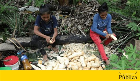 AGÊNCIA PÚBLICA Extremos climáticos ameaçam roças e culturas indígenas