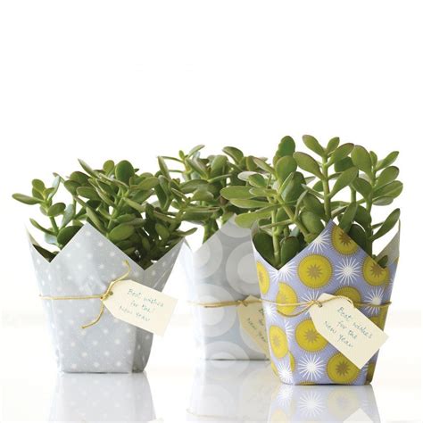 Lucky Plant Gift | Plant gifts, Amazing christmas gifts, Holiday ...