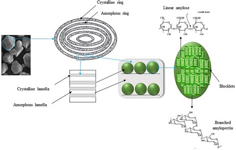 Schematic representation of structural features of starch granules | Download Scientific Diagram