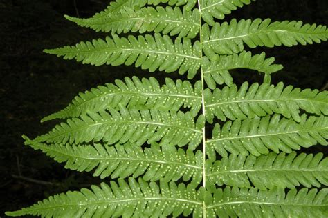 Thelypteris Simulata Massachusetts Fern Hopkinton Ri Flickr