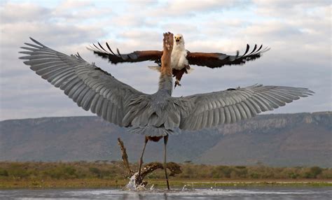 Goliath Heron Profile Traits Call Diet Habitat Breeding