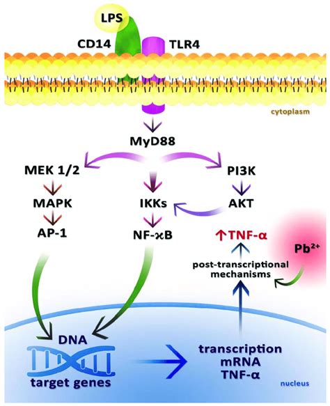 Tnf Alpha Signaling Pathway