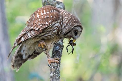 Barred Owl With Crayfish Barred Owl Owl Wildlife Pictures