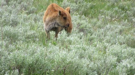 baby bison @ yellowstone : r/AnimalPorn