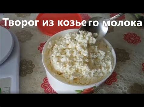 Творог из козьего молока. - YouTube
