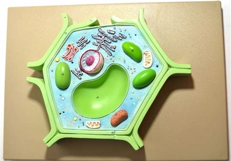 20 Plant Cell Model Ideas Your Students Find Them Interesting Plant