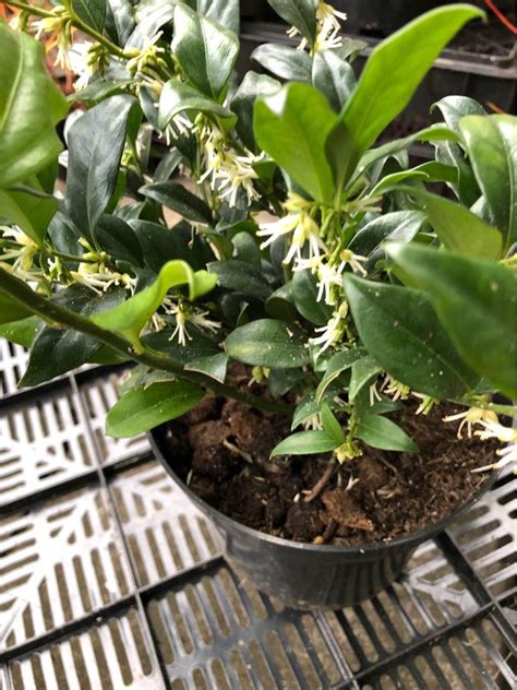 Winter Fragrant Shrubs Sarcococca Northdowners