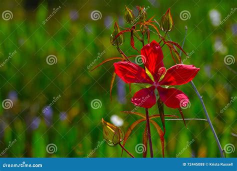 Red Hibiscus Rosa Sinensis Flower With Green Background Stock Photo