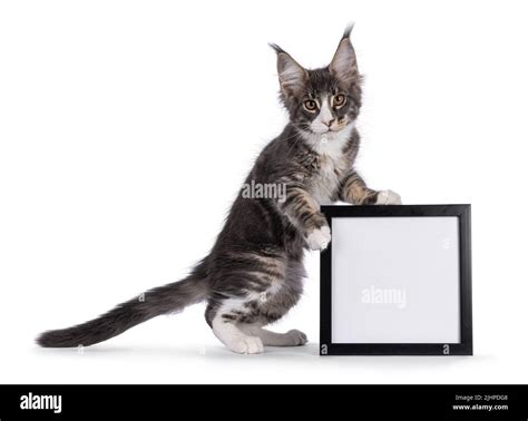 Blue Tabby Maine Coon Cat Kitten Standing Side Ways Holding Up A Picture Frame With Paws