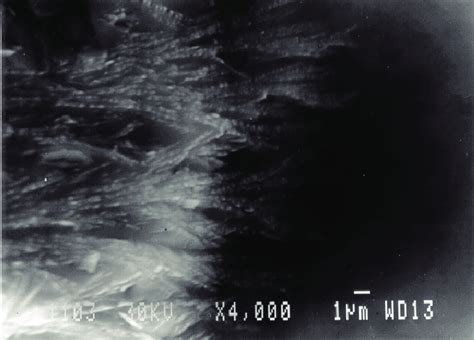 Sem Micrograph Of Glass Sample Heat Treated At T 660°c For T 30 Min Download Scientific