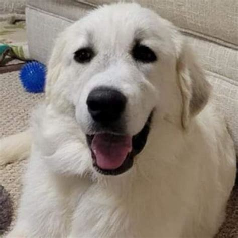 7 Months Great Pyrenees Rescue Of Atlanta