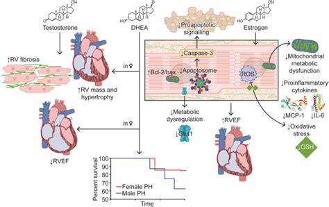 Sex Differences In Right Ventricular Dysfunction Insights From The Bench To Bedside Abstract