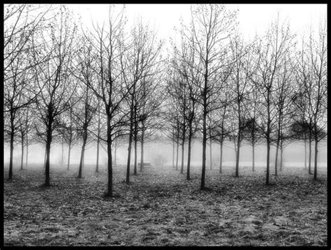 1 Vieni C è una strada nel bosco Milano Bruzzano Pa Flickr