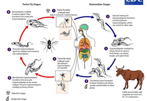 Protozoa The Hemoflagellates Trypanosoma Spp And Leishmania Spp