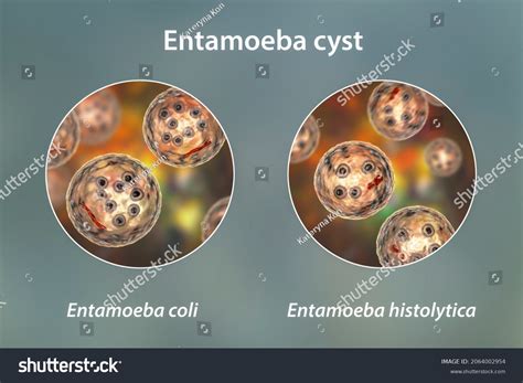 Cysts Entamoeba Protozoan 3d Illustration Entamoeba Stock Illustration 2064002954 Shutterstock