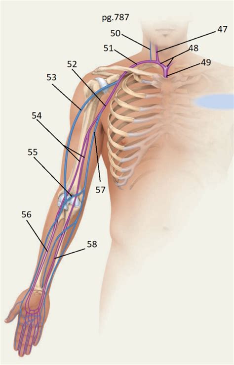 Veins Of Upper Extremity Diagram Quizlet