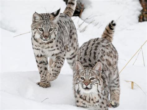 Bengal Cat Breed Size Appearance And Personality