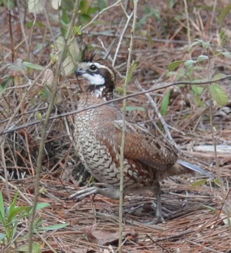 What do bobwhite quail do all day? | Northwoods Bird Dogs