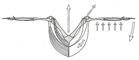 Bird Muscle Diagram