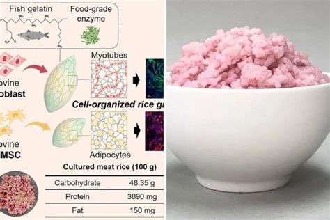 Rice is Nice, But This Lab-Made Meat Version Might Blow Your Mind and ...