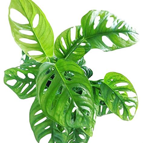 Philodendron Broken Heart Plant Santhi Online Plants Nursery