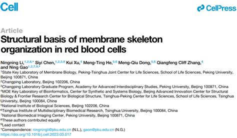 生命科学学院高宁李宁宁团队揭示血红细胞spectrin Actin膜骨架系统的组织规则及结构稳定性的分子基础