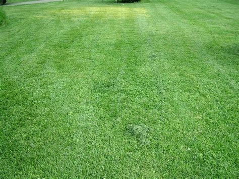 Natural Fertilizer The Benefits Of Grass Clippings