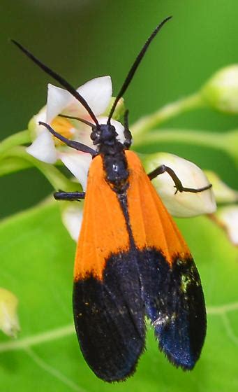 Lycomorpha Pholus Black And Yellow Lichen Moth Lycomorpha Pholus