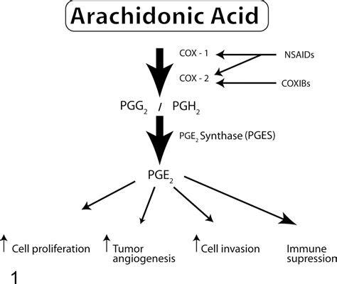 Arachidonic Acid Cox Pathway