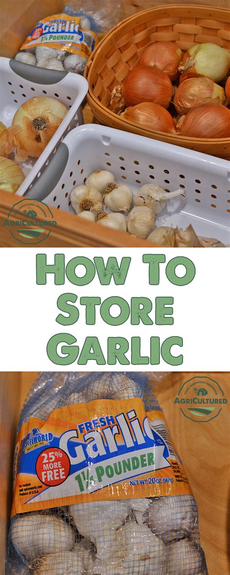 How to Store Garlic - My Fearless Kitchen