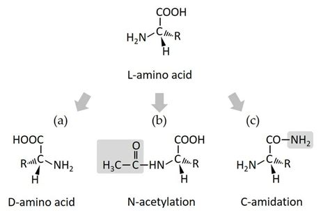 Structural Modification A L To D Amino Acid Substitution B