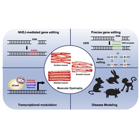 Crispr Technologies For The Treatment Of Duchenne Muscular Dystrophy