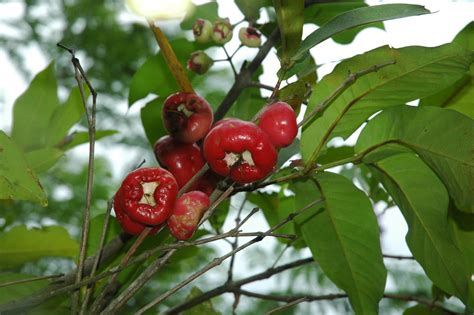 Syzygium Samarangense Myrtaceae Image At Phytoimages Siu Edu