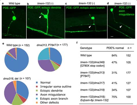 C Elegans Tmem Is Crucial For Proper Morphology Of The Pde Neuron