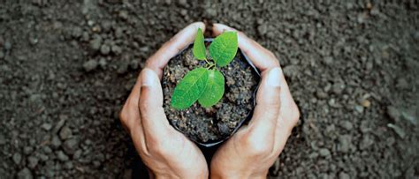 Go Green Go Clean