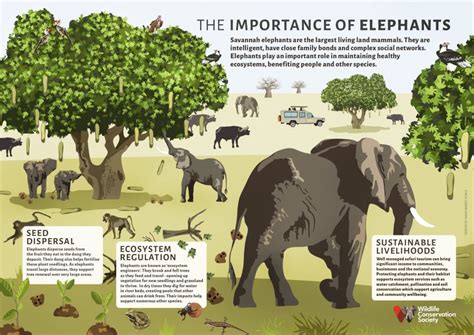 The Importance Of Elephants Wild View