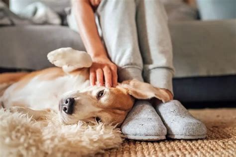 Gusanos L Tigo En Perros C Mo Tratar Y Prevenir Este Problema De Par Sitos