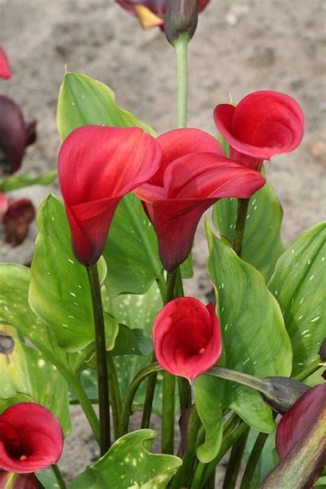 Zantedeschia X Cultorum Red Alert Frikarti Stauden Ag