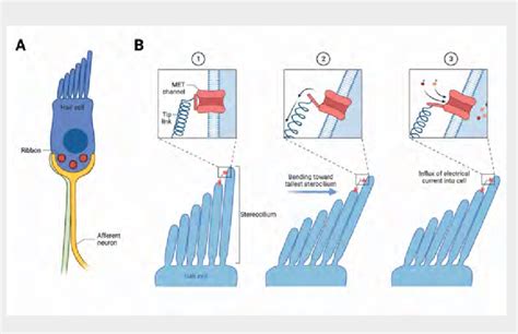 Schematic Of The Hair Cell A Schematic Of Hair Cell Purple And