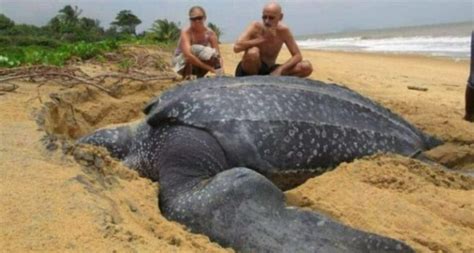 Une Vue Incroyable La Plus Grande Tortue De Mer Du Monde Sort Elle A