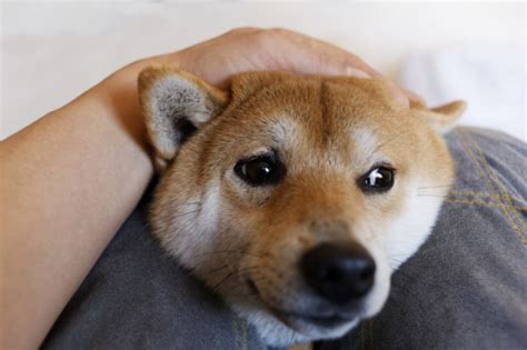 犬が唸る6個の理由とは？ 原因ごとに直し方を知っていこう