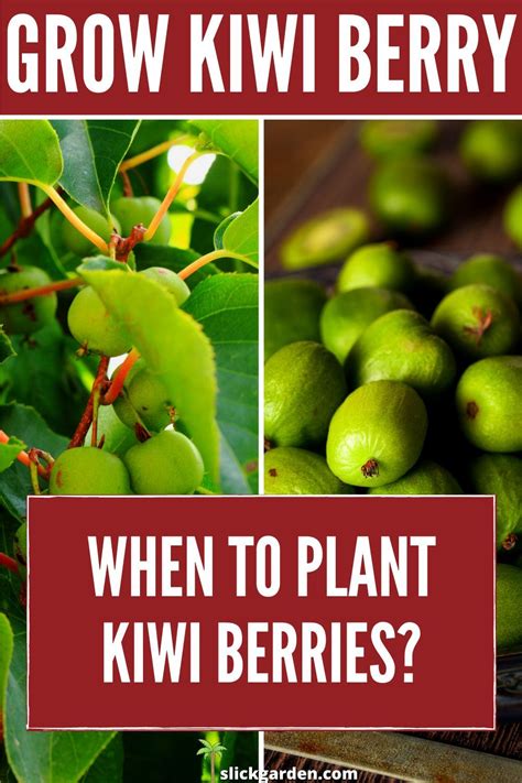 Grow Kiwi Berries When To Plant Kiwi Berries Kiwi Berries Kiwi