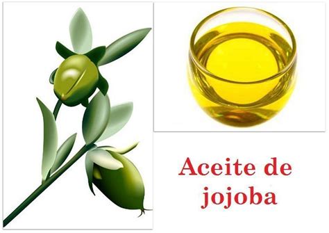 Propiedades Del Aceite De Jojoba 10 Beneficios Que No Conoces