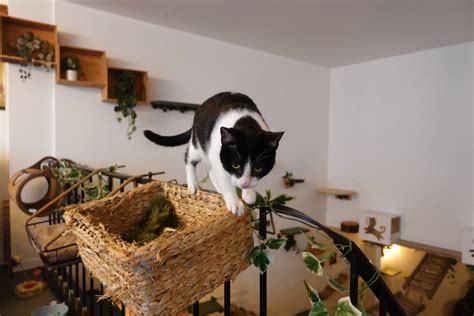 Must Visit Cat Caf S In Belgium A Purr Fect Guide To Coffee Cats