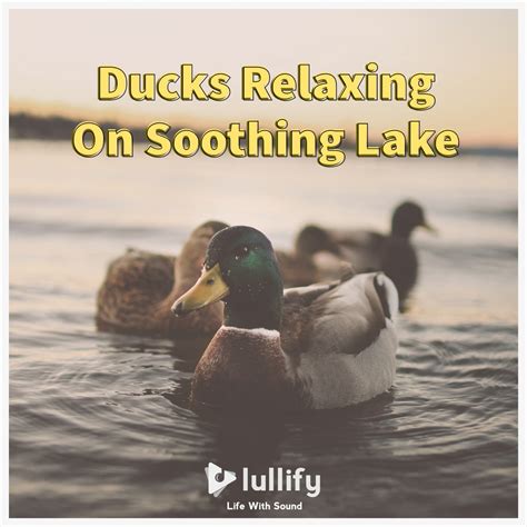 Ducks Relaxing On Soothing Lake Album By Lullify Apple Music