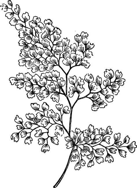 Maidenhair Fern Vintage Illustration 35468599 Vector Art At Vecteezy