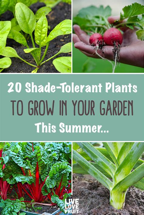 Shade Tolerant Vegetable Garden Plants