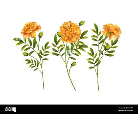 Marigold Flowers Vector Stock Vector Image And Art Alamy