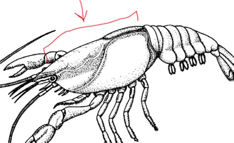 Class: Malacostraca (anatomy) Flashcards | Quizlet