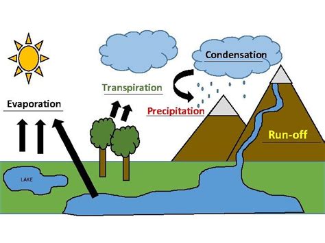 Condensation Transpiration Evaporation Precipitation Run Off Lake